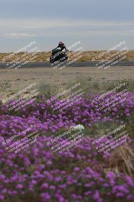media/Jan-14-2023-SoCal Trackdays (Sat) [[497694156f]]/Turn 14 Exit Bloomig (145pm)/
